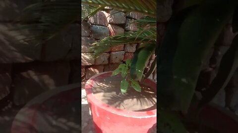 99% लोग करते है तुलसी पूजा में ये गलतियां 😱 Tulsi Puja Kaise Kare #shorts #puja #vastu"