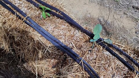 Whoopee, Planting has Been Accomplished