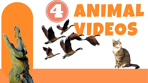 animal videos