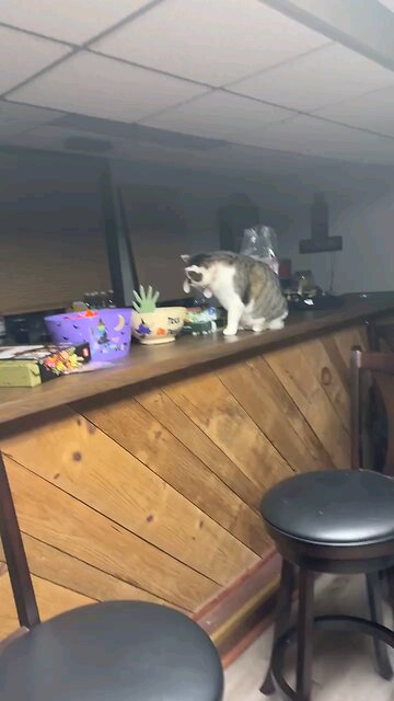 to funny cat 🐈😂