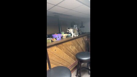 to funny cat 🐈😂