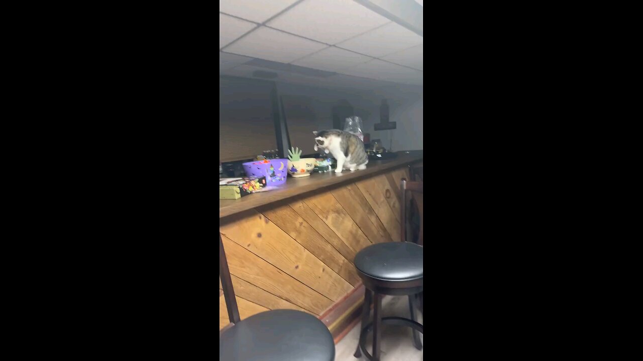 to funny cat 🐈😂