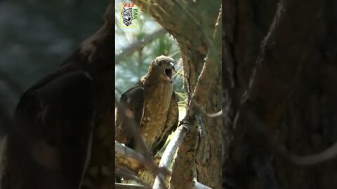 Honey Buzzard #Baaz #shikra #Shaheen #wildlife #predator #shortsfeed #shortvideo #shortviralvideo