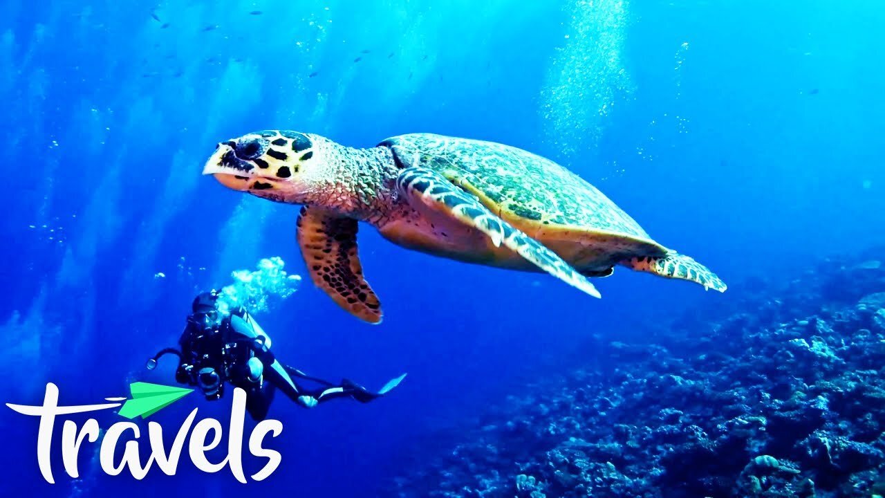 The Most Beautiful Diving Destinations in the World!