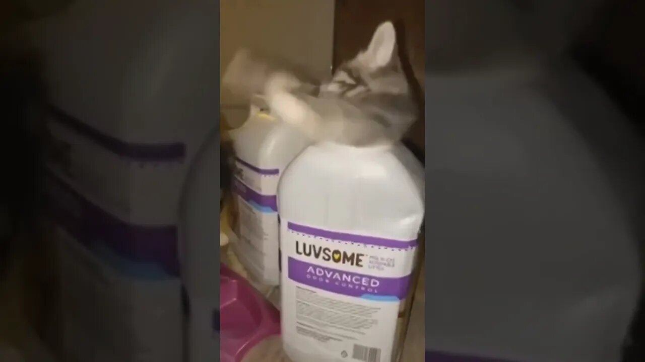 Funny Animals 155 funnycontent707