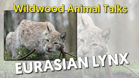 Wildwood Lynx Talk