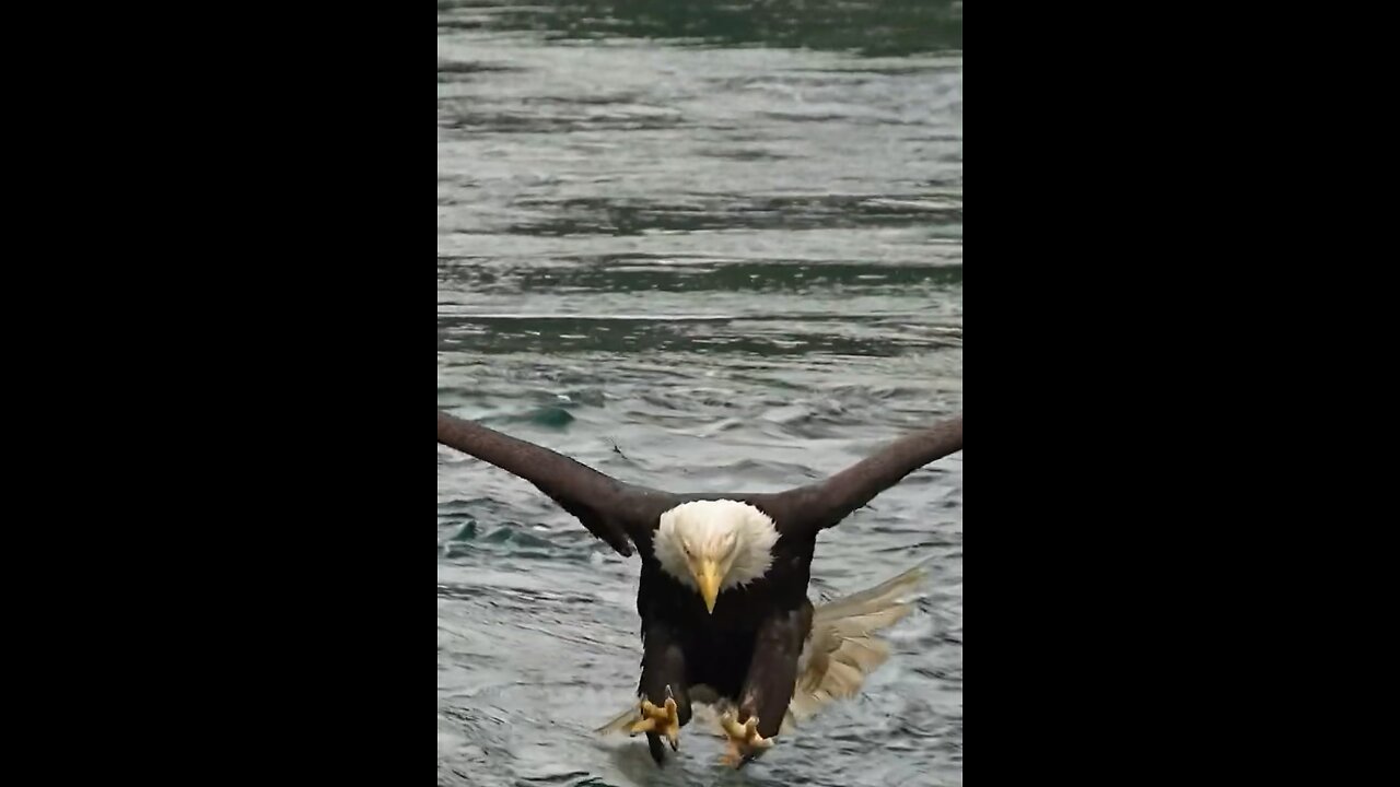 #Eagle hunting the fishing in river