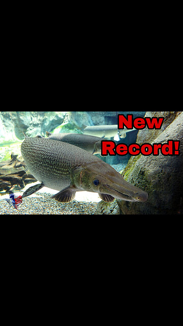 New Record Alligator Gator for Texas Lake