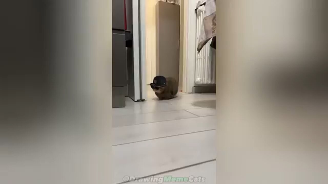 The rich and stylish Cat