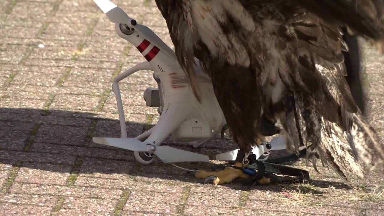 Eagles vs Drones