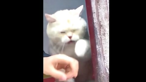 Dogs & Cats Being HILARIOUS 54 seconds straight