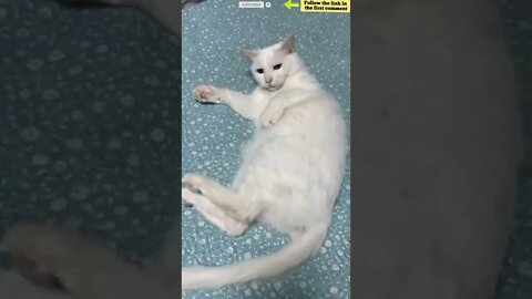 cute cat videos 😹 funny videos 😂 817 😻 #shorts #shortsfunny #cutecat #catvideos #catscare #cats