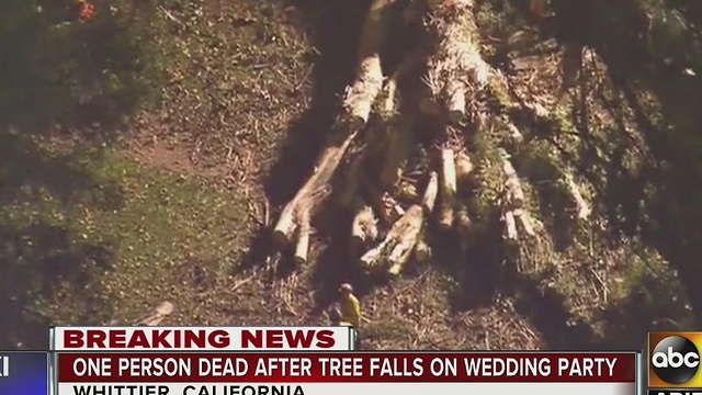 1 dead after tree falls on wedding party in California