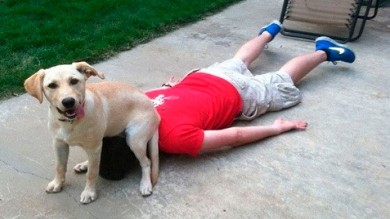 Funny animals complition