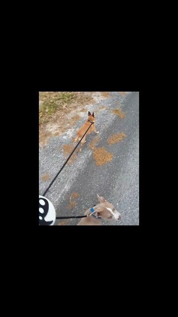 Taking Boomer and Mr Bigs for a walk