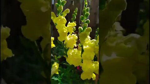 Snapdragons