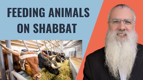 Mishna Shabbat Chapter 20 Mishnah 4 Feeding animals on Shabbat