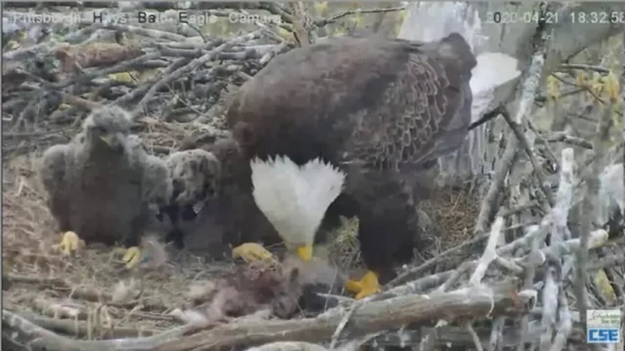 Hays Eagles Dad brings in Opossum for H11 H12 2020 04 21 62920