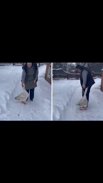 Happy goose gets so excited to see his favorite human