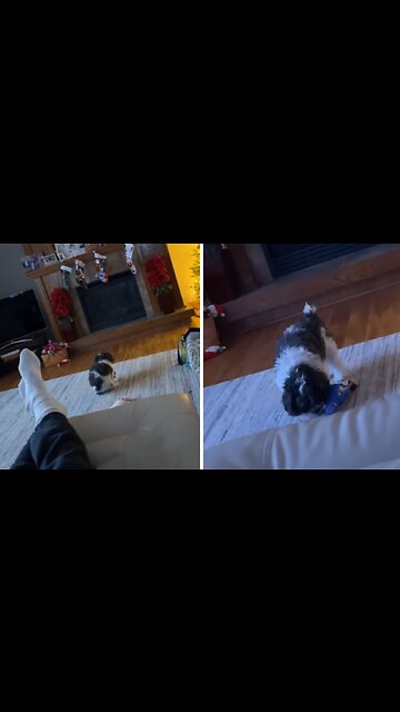 Dog Hilarious "Exercises" With Squeaky Toy