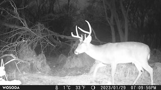 Trail Camera: Whitetail Buck 🦌