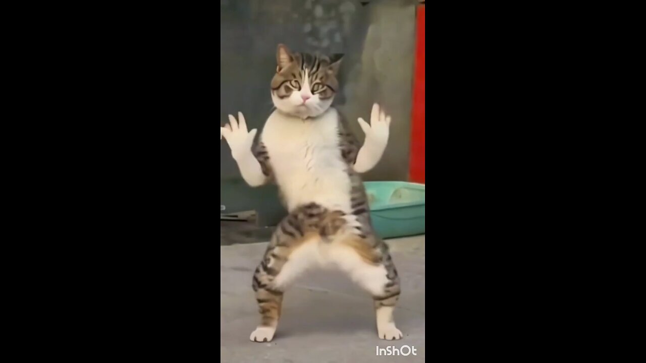 the kitty cat dance 2024