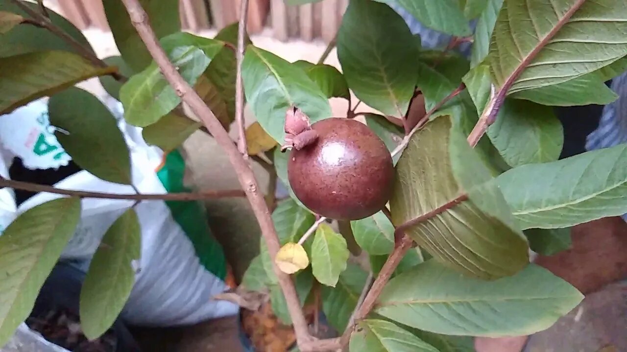 goiaba roxa (psidium guajava) de folha e fruto roxo por dentro e por fora uma das melhores goiabas