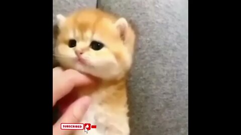 cute cat videos 😹 funny videos 😂1610