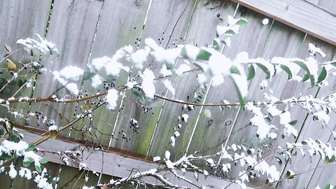 Snow on trees