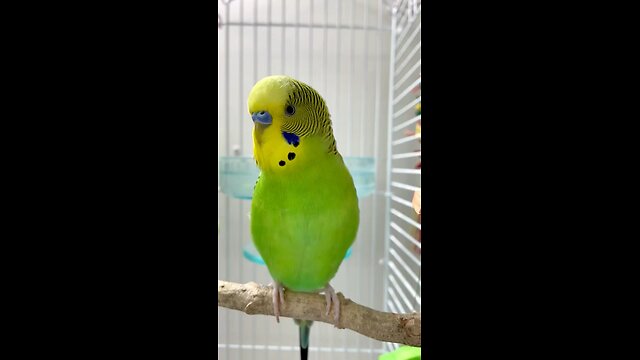 My Budgie Singing🎶