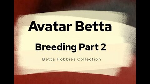 Avatar Betta Breeding Part 2