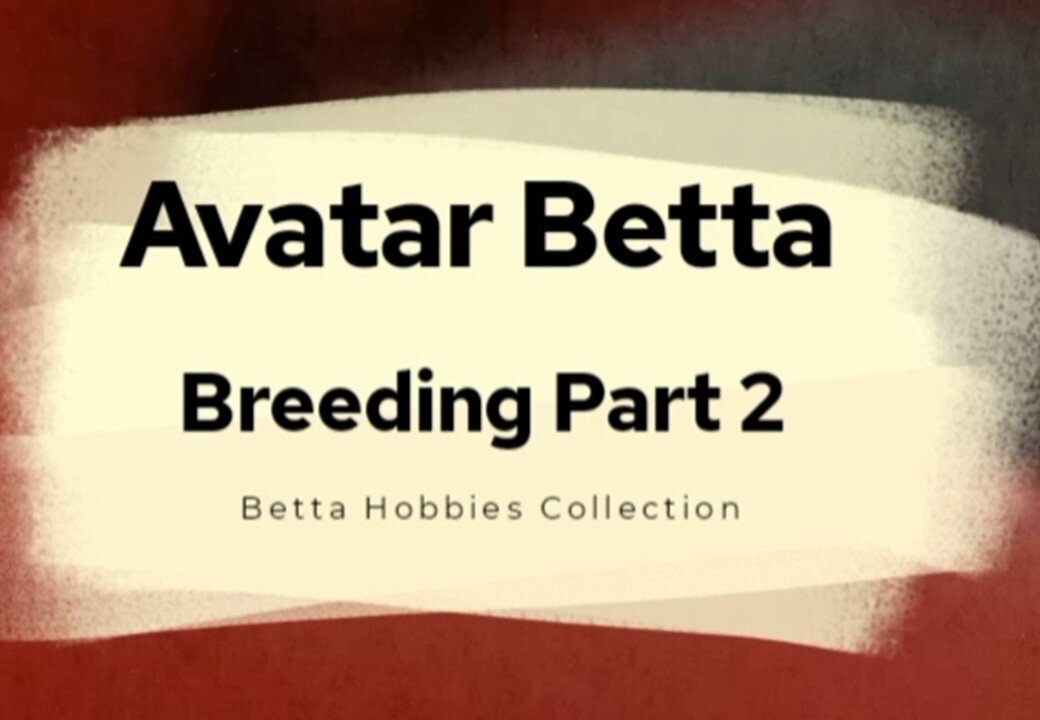 Avatar Betta Breeding Part 2