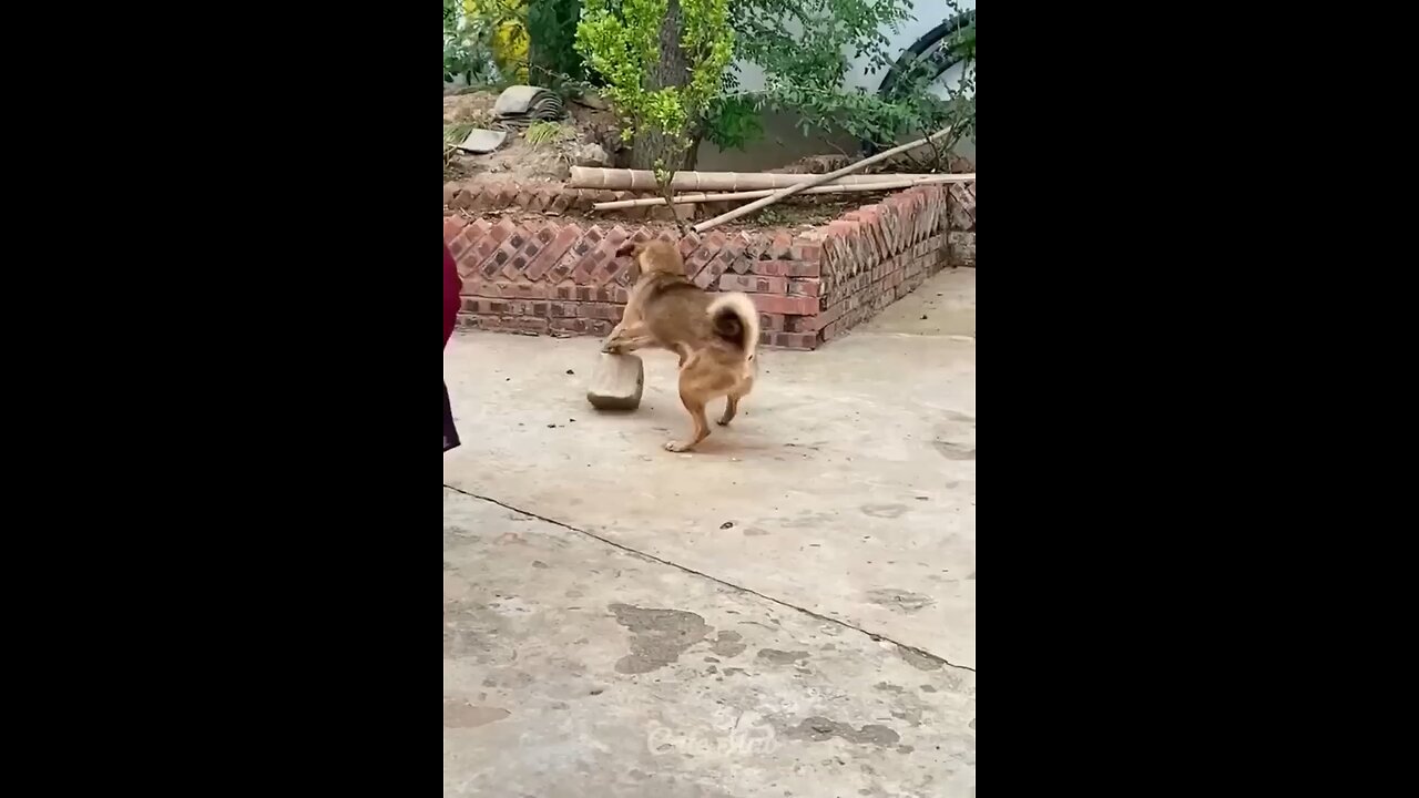 Funny video | try to laugh | cat funny video | dog funny video | animals funny video | dog and cat