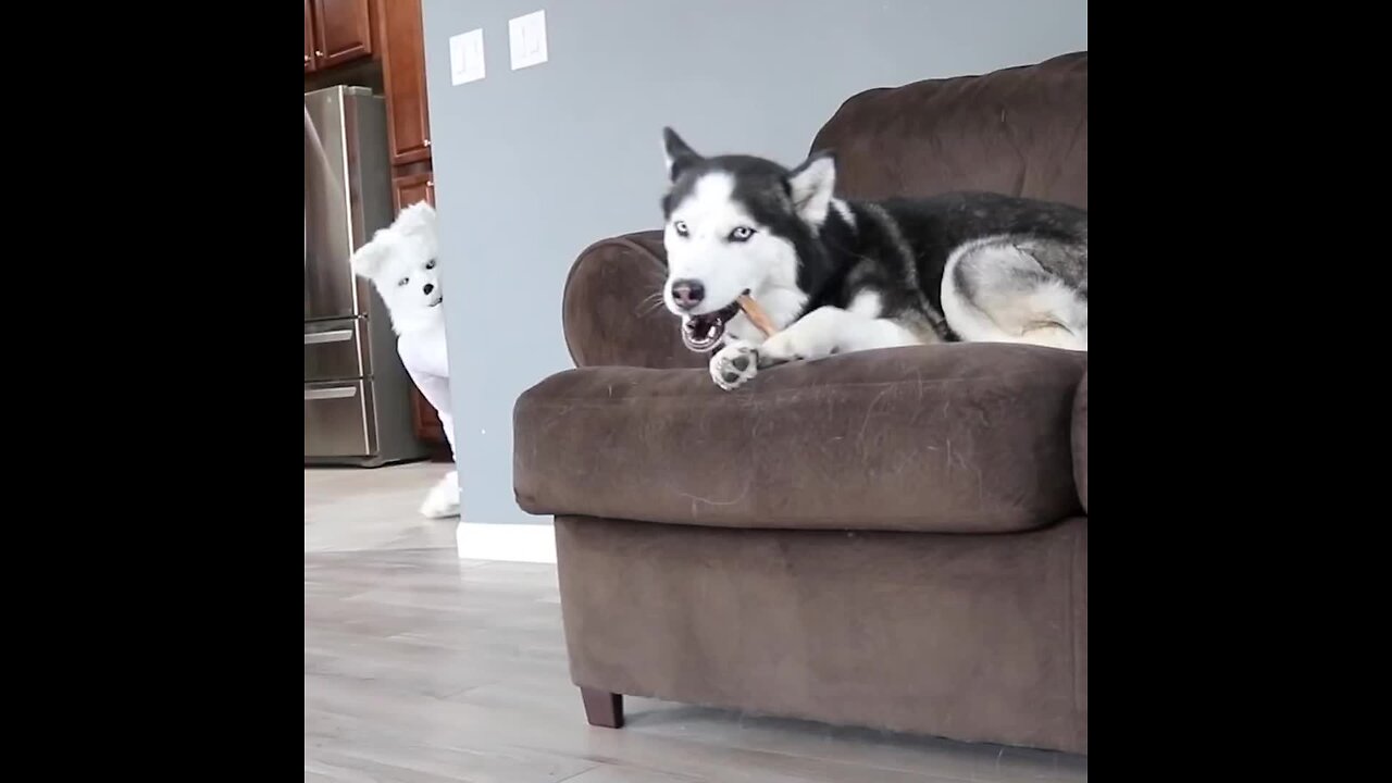 My Husky Was Pranked By Wolf Mask || Pranks || Funny Videos