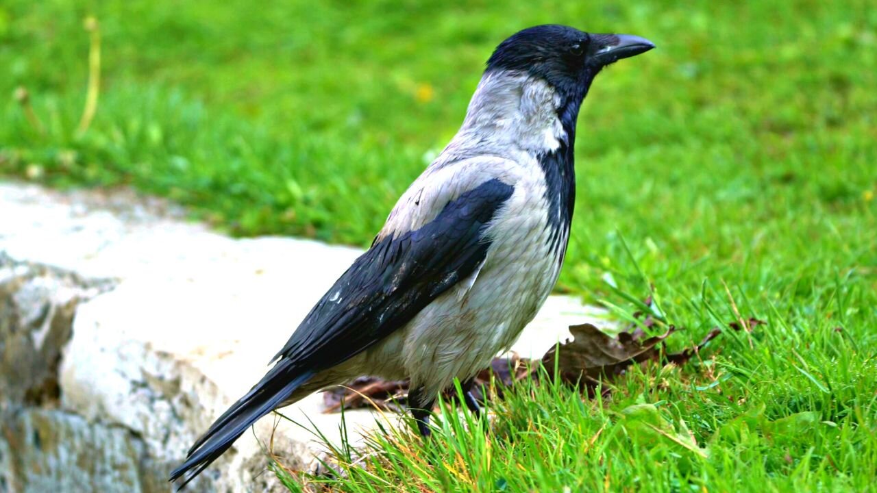 Wise Old Hooded Crow Keeping Low Profile from Fieldfare