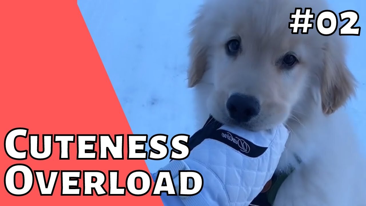 Cute animals videos and animal fail compilation - #02