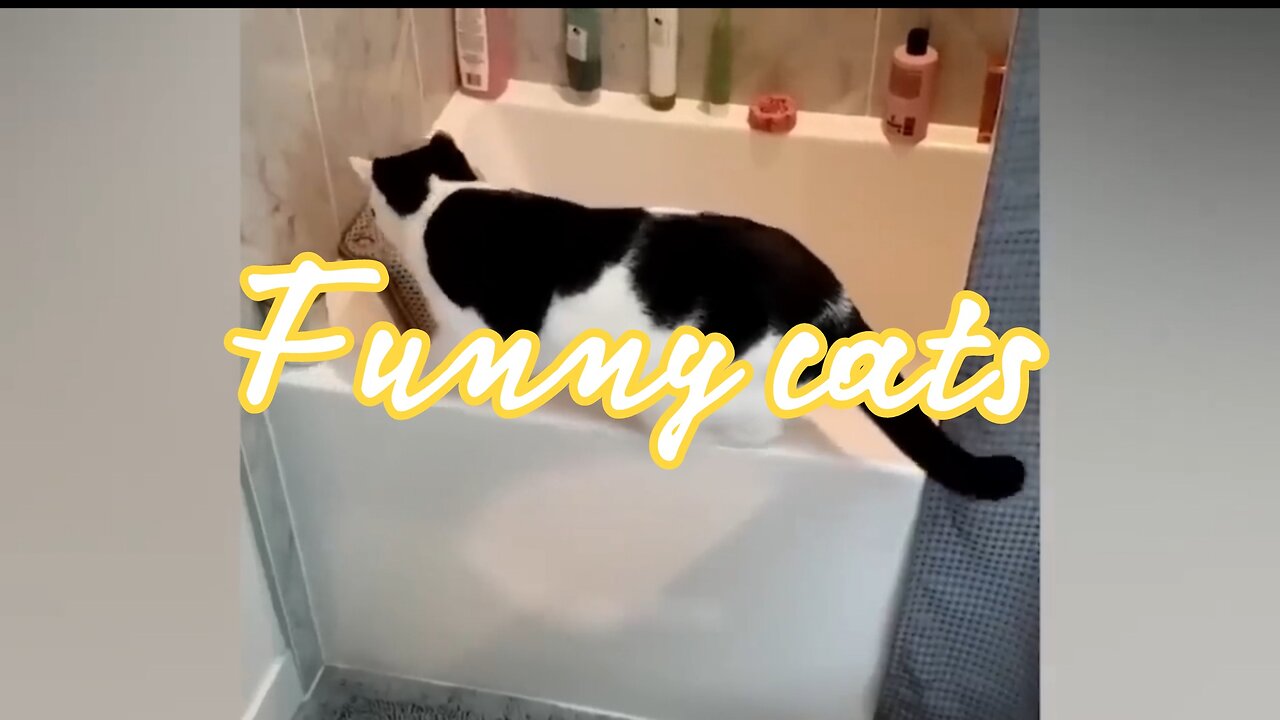 Funny Animal Videos 2023 π - Funniest Cats And Dogs Video πΊπ