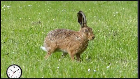 Close encounencounter with a brown hare