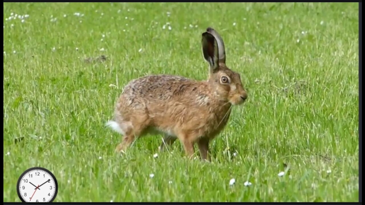 Close encounencounter with a brown hare