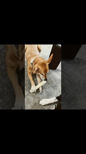 All dogs are chill and chewing bonez