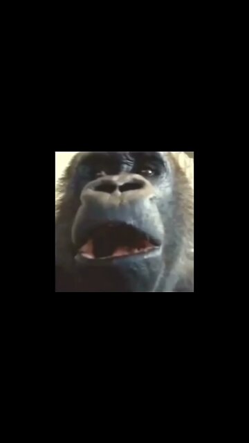 QUANDO PERGUNTAM O QUE ESTOU COMENDO🤣🤣🤣