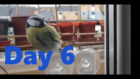 Blue Tit Nesting Day 6 Highlights