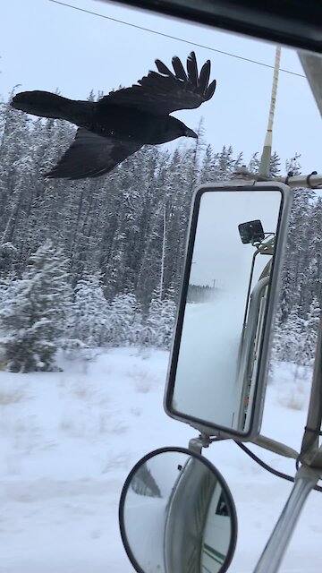 Raven Spots Favorite Truck Driver, Follows Him To Next Location