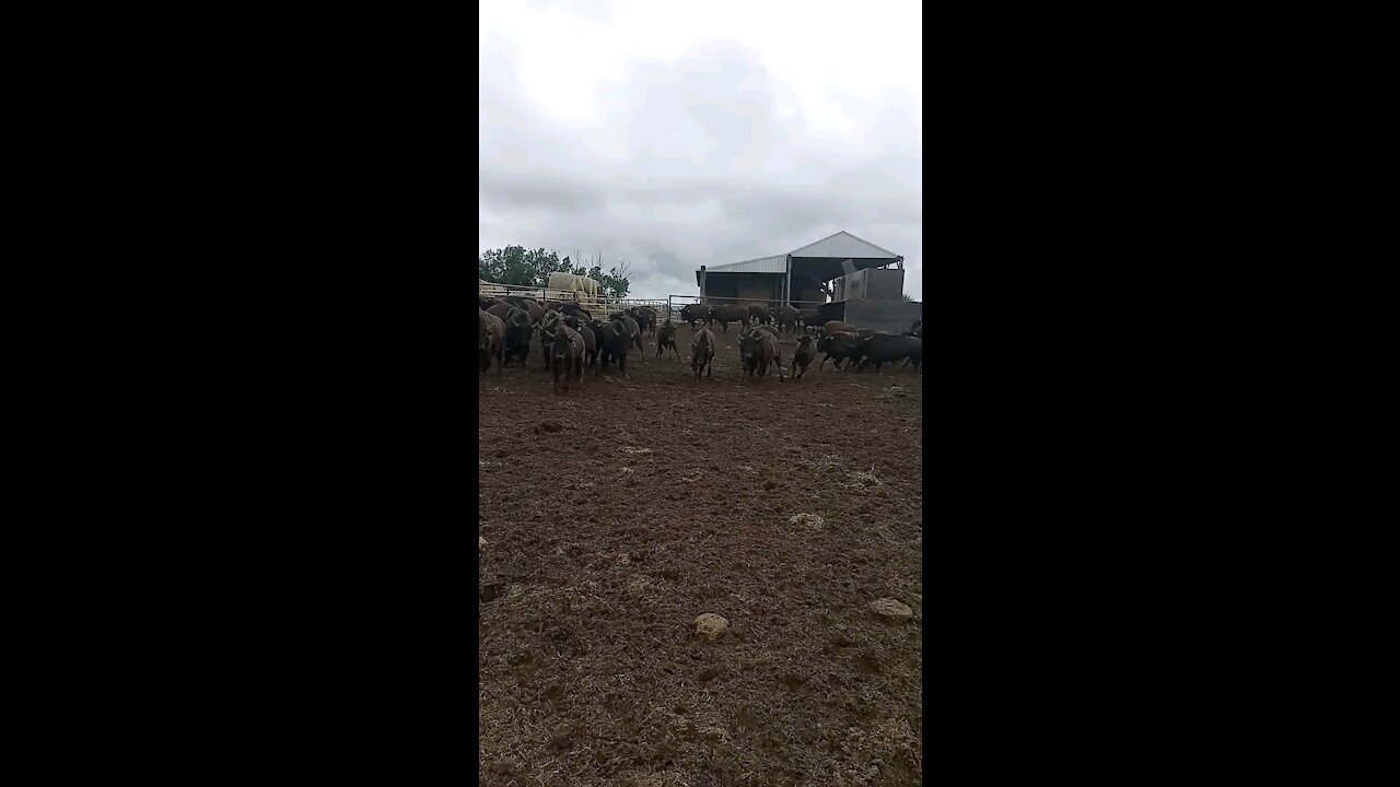 Bison bulls