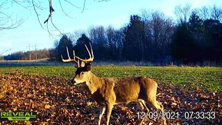 Big buck's reaction to trail camera