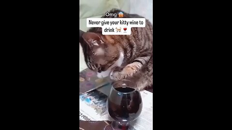 Drunk Cat