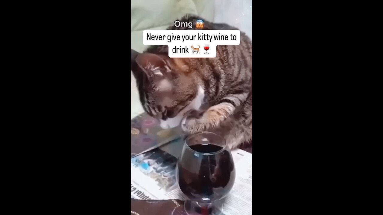 Drunk Cat