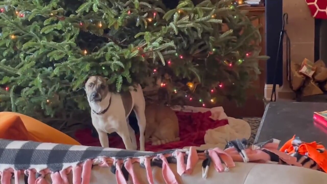 Dog tries to destroy Christmas tree just like a cat