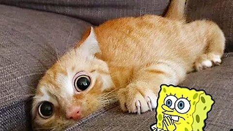 Best Funny Dogs And Cats Videos - Funniest Animals Videos 2023 #2 - Spongebob