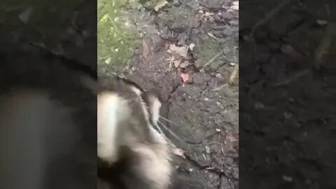 #raccoons #raccoon #viral #fyp #shorts #short #reels #reel #funny #nature #funnymoments #funnyracoon